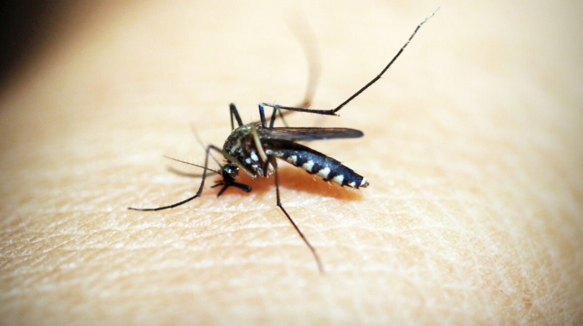 लाओस में डेंगू के मामले 7928 हुए