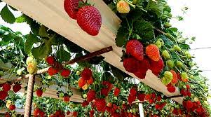 बुंदेलखंड में घर की छत से शुरू हुआ स्ट्रॉबेरी का उत्पादन, सीएम बोले-दृढ़ इच्छाशक्ति से सब संभव