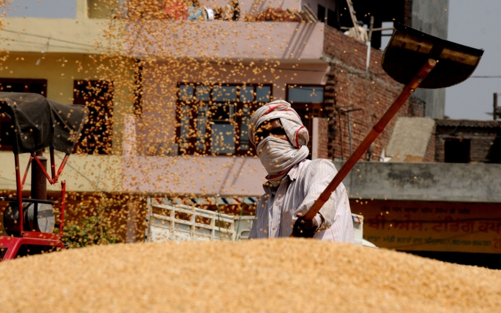 गुजरात में गेहूं की सरकारी खरीद शुरू, मध्यप्रदेश में 27 मार्च से