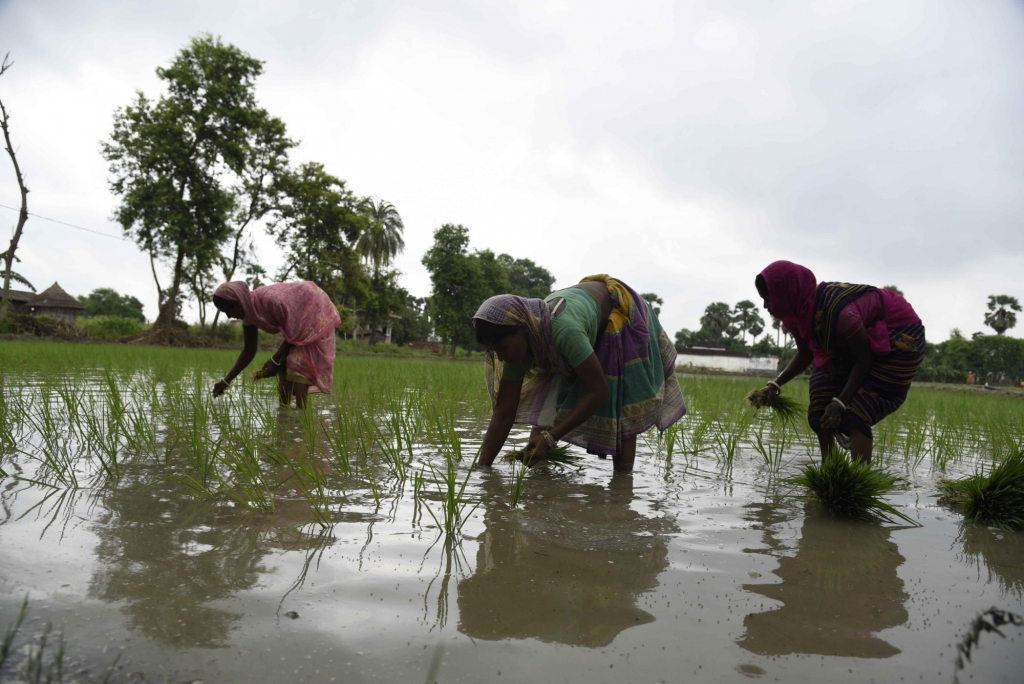 यूपी में चावल उत्पादन को बढ़ावा देने के लिए परियोजना पर हस्ताक्षर