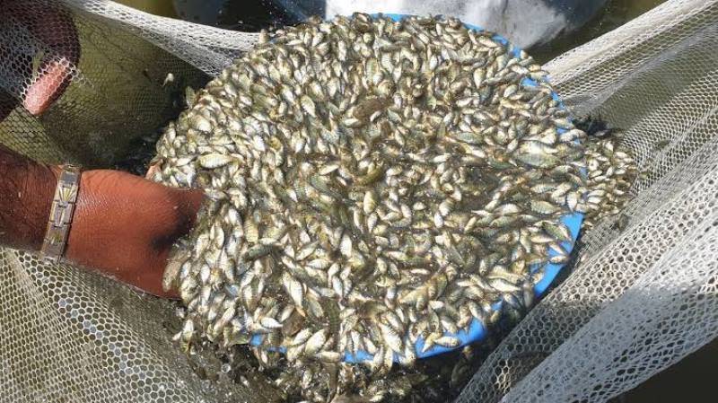 हरियाणा की कंपनी ने मछली पालन के नाम पर भोपाल के किसानों को ठगा, गिरोह हुआ फरार
