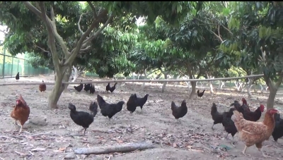 बिहार: लीची किसानों की आमदनी बढ़ाने में मददगार बना मुर्गी पालन