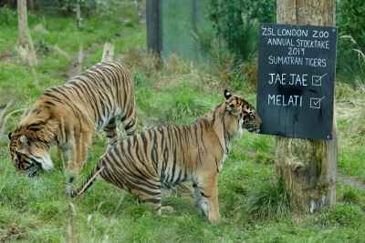 इंडोनेशिया में लुप्तप्राय प्रजाति के 3 बाघ मृत पाए गए