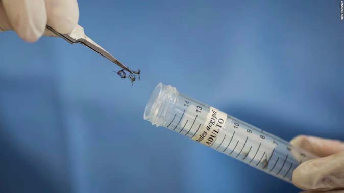 जीका वायरस को लेकर डरने की जरूरत नहीं, भारत में इससे बचाव की वैक्सीन बनाने की है तैयारी