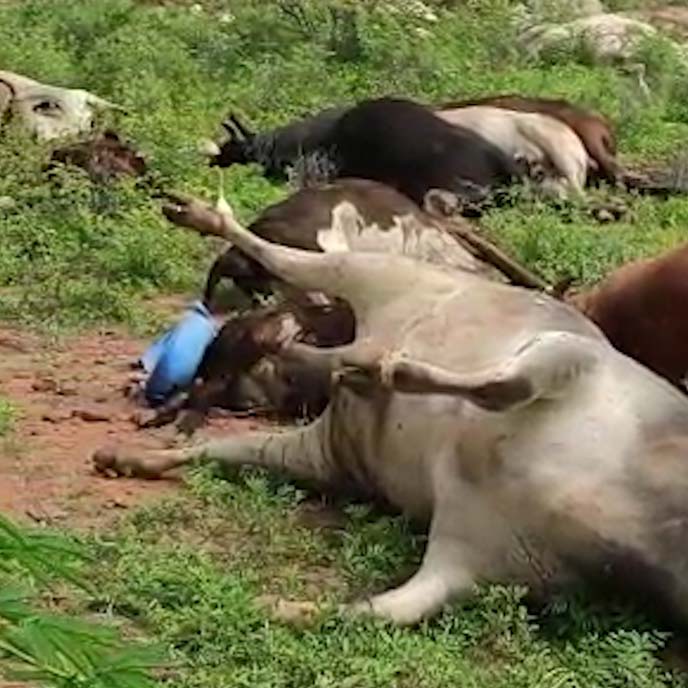 लाशों की इतनी बदबू… लोगों ने घर छोड़े:लंपी के डर से गाय का दूध लेना बंद, पैकिंग मिल्क की डिमांड बढ़ी
