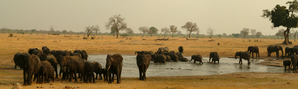 ज़िम्बाब्वे में सूखे से 100 हाथियों की मौत