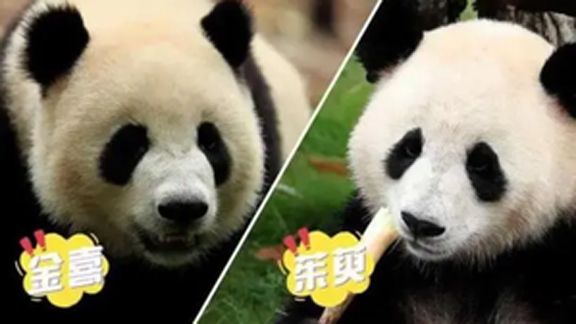 स्पेन में प्रवास के लिए रवाना होंगे दो चीनी पांडा：चीनी विदेश मंत्रालय